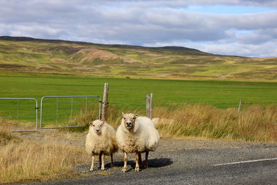 Sheep grazing on field against sky