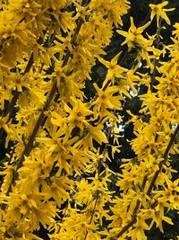 Close-up of yellow flowering plant