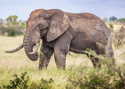 Elephant in a field