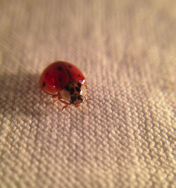 Close-up of ladybug on leaf