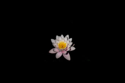 Close-up of white flower against black background