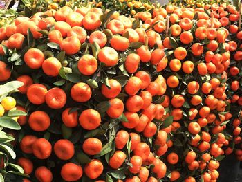 High angle view of oranges at market stall