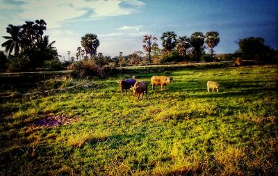 Horses on field against sky