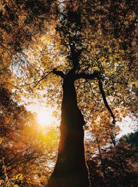 Low angle view of sunlight streaming through tree during sunset