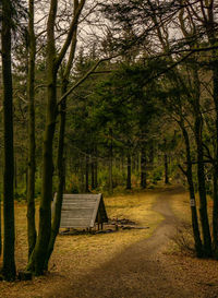 Footpath amidst trees in forest