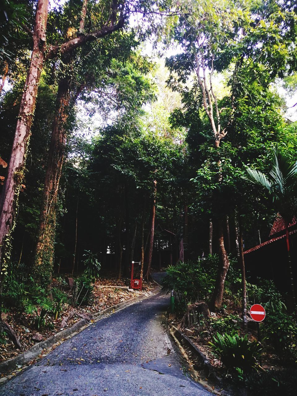 STREET AMIDST TREES IN CITY