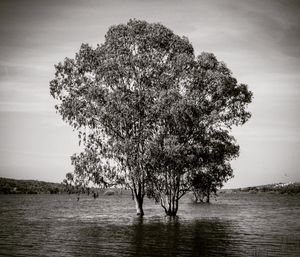 Tree on field by lake against sky