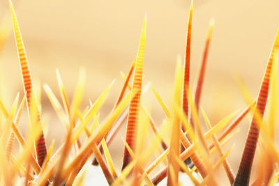 Cactus thorns detail ,bright yellow and orange thorns colors against a colored background