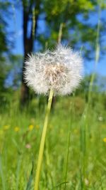 Close-up of dandelion flower on field