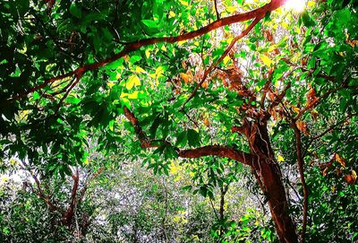 Low angle view of tree against sky