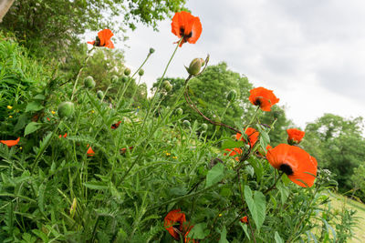 Close-up of orange flowers growing on field against sky