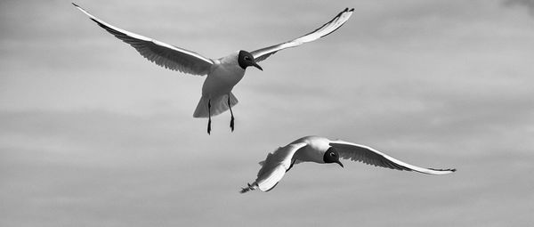 Low angle view of black-headed gulls flying against cloudy sky