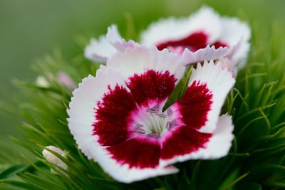 Close-up of pink flowers