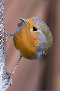 Close-up of bird perching