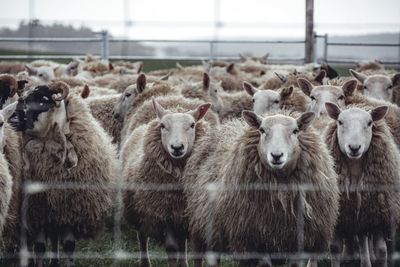Flock of sheep standing on field