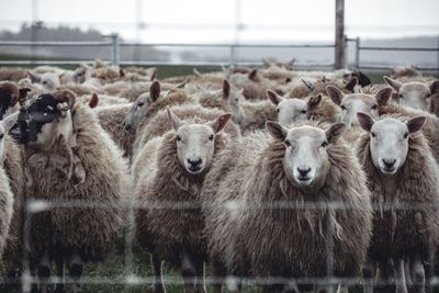 Portrait of sheep standing in farm