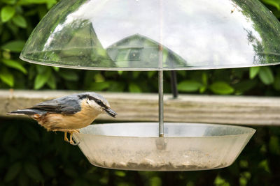 Close-up of bird perching on a feeder