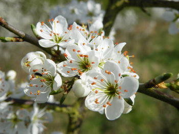 Cherry blossoms in spring