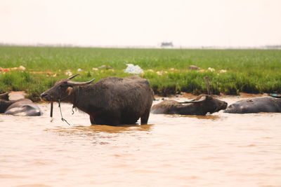 Sheep on field by water