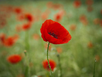 Close-up of red poppy flower on field