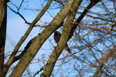 Low angle view of bird perching on branch