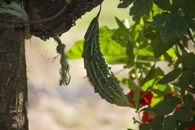 Close-up of fresh green leaves