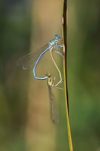 Close-up of dragonfly on leaf