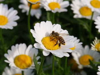 Flowers and bees