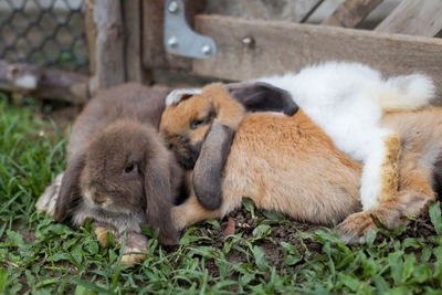 Three cute rabbits lying down and sleep together in the meadow with love. 