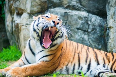 Close-up of tiger yawning on field