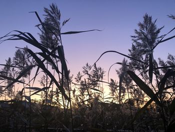 Low angle view of silhouette trees against sky during sunset