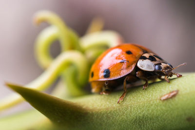 Close-up of ladybug on leaf