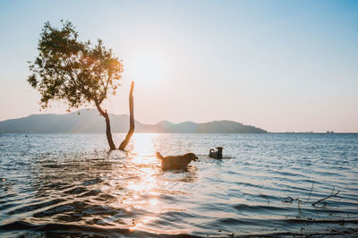 Woman with dog in sea against clear sky