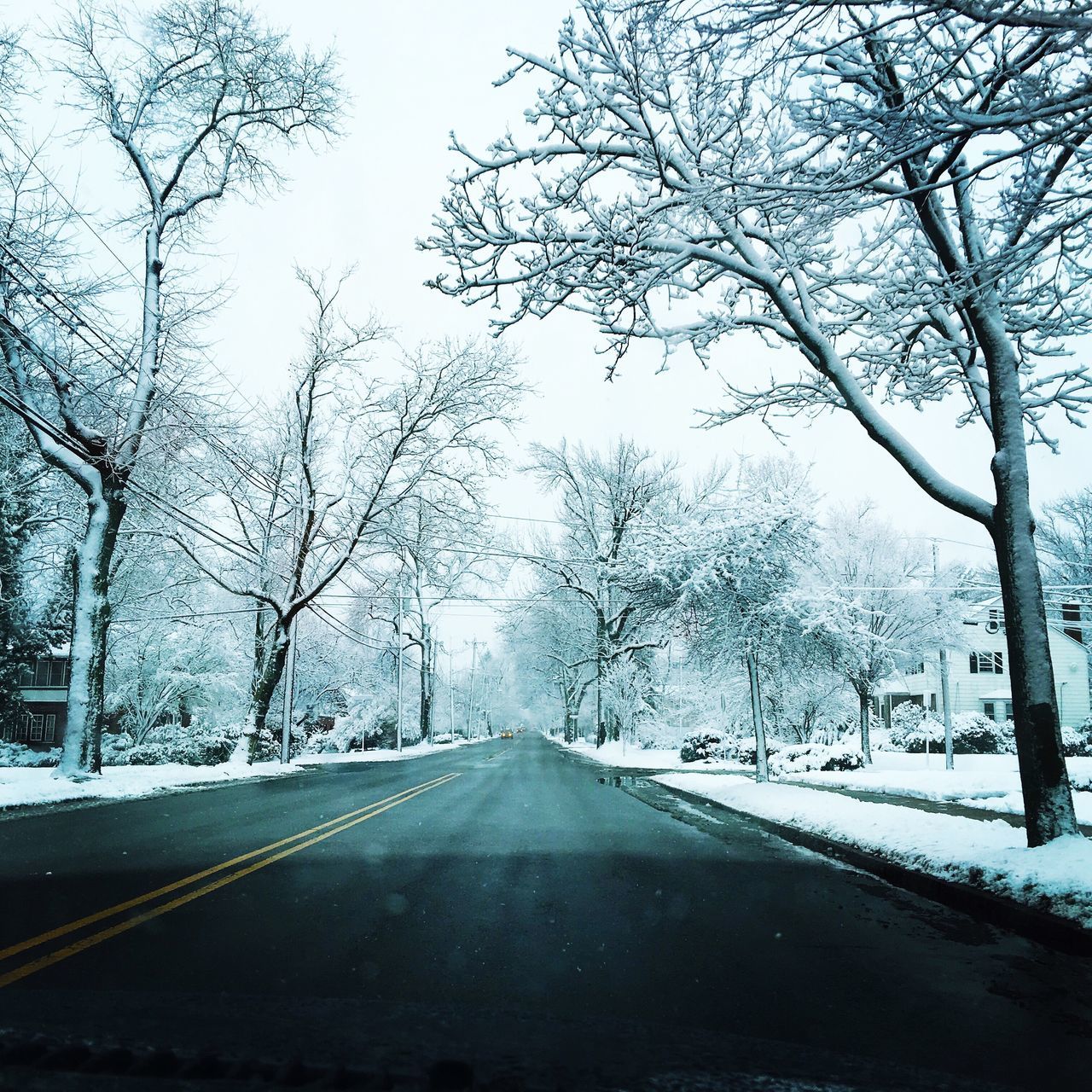 the way forward, transportation, tree, road, diminishing perspective, snow, bare tree, vanishing point, winter, cold temperature, road marking, empty road, season, street, weather, country road, empty, clear sky, nature, branch