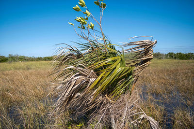 High angle view of stalks in field against blue sky