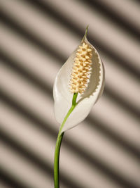 Close-up of white flowers