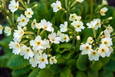 Close-up of white flowering plants