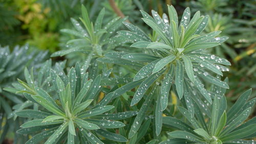 Close-up of water drops on leaf