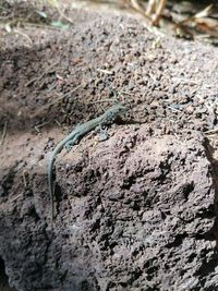 Close-up of insect on mud