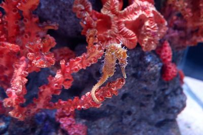 Close-up of coral in sea