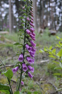 Close-up of purple flowers growing on field