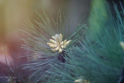 Close-up of flower