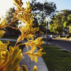 Yellow flowers on road