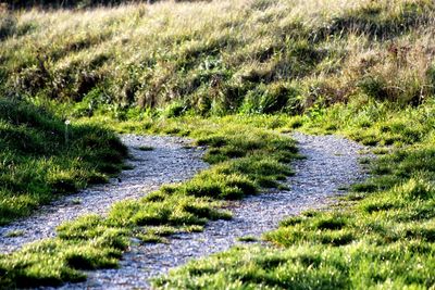 Road amidst plants on field