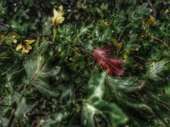 Close-up of red flowering plant