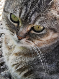 Close-up portrait of a cat