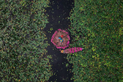 High angle view of pink flower floating on fields 