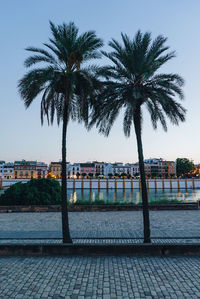 Palm trees by swimming pool against buildings in city