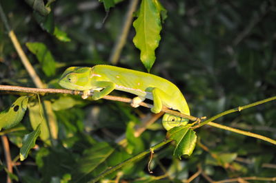Close-up of grasshopper on leaf