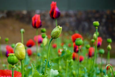 Close-up of red poppy flowers on field